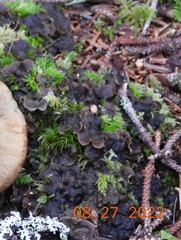 Peltigera