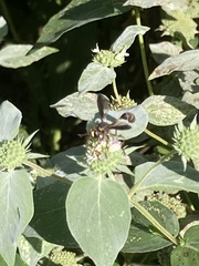 Physocephala sagittaria
