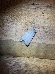 Mythimna unipuncta