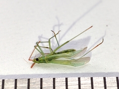 Trigonotylus