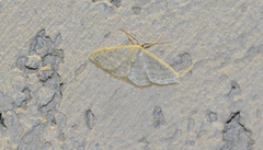 Idaea subsericeata