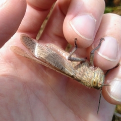 Anacridium aegyptium