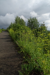 Pastinaca sativa sylvestris