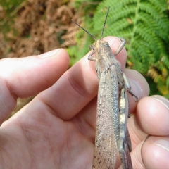 Anacridium aegyptium