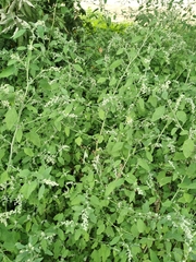 Chenopodium ucrainicum