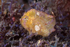 Antennarius randalli