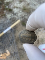 Malaclemys terrapin terrapin