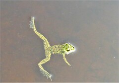 Lithobates septentrionalis