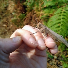 Anacridium aegyptium