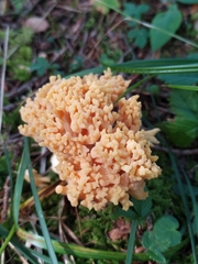 Ramaria flava
