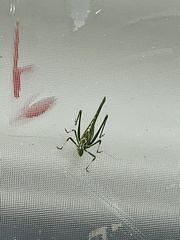 Insara elegans
