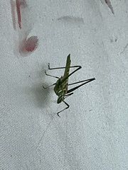 Insara elegans