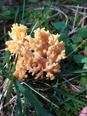 Ramaria flava