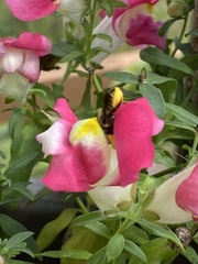 Melissodes druriellus