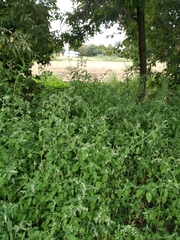 Chenopodium ucrainicum