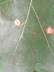 Neuroterus numismalis