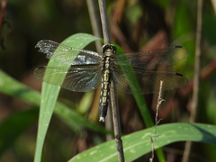 Orthetrum albistylum