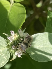 Megachile rotundata