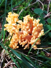 Ramaria flava