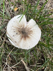 Agaricus