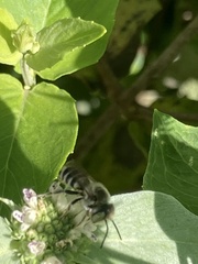 Megachile rotundata