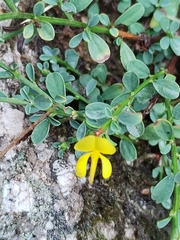 Genista pilosa