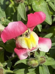 Melissodes druriellus