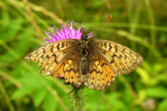 Boloria titania