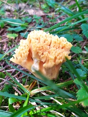 Ramaria flava