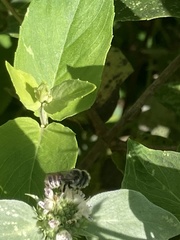 Megachile rotundata