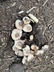 Agaricus