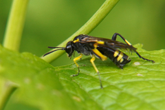 Macrophya montana