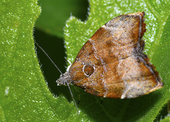 Choreutis nemorana