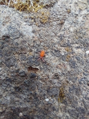 Trombidiformes