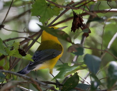 Protonotaria citrea