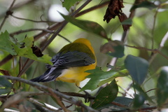Protonotaria citrea