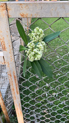 Alstonia scholaris