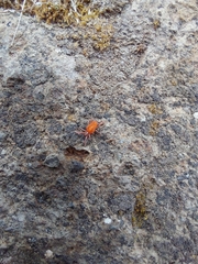 Trombidiformes