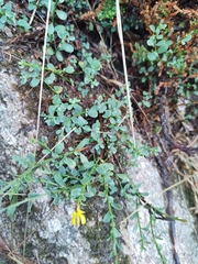Genista pilosa