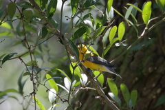 Protonotaria citrea