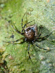 Euryopis funebris