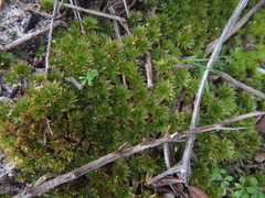 Rosulabryum