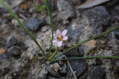 Romulea