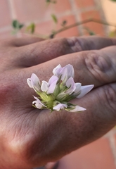 Bituminaria bituminosa