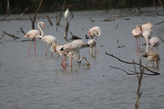 Phoenicopterus roseus