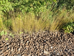 Melica transsilvanica