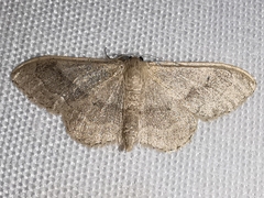 Idaea aversata