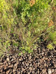 Melica transsilvanica