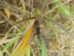Seladonia