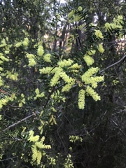 Acacia oxycedrus